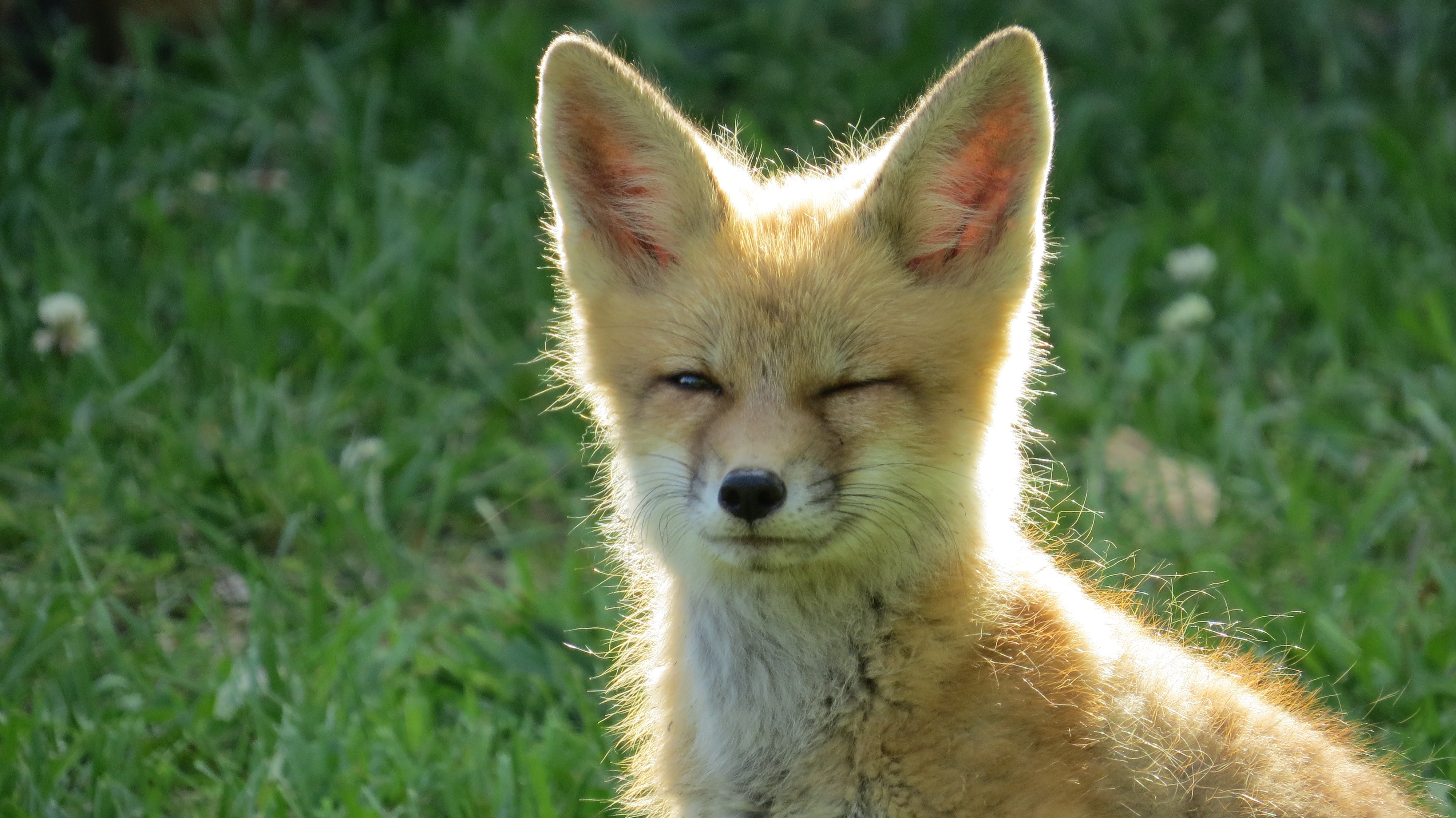 winking_baby_fox.jpg